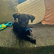 Bane is registered to the contest to win money with this photo: puppy, dog, black_dog, couch, pillows, toy, indoor, pet, collar, tag, cozy, resting, cute, small_dog, animal, fur, looking, laying_down, home, domestic_animal