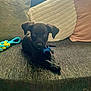 puppy, dog, black_dog, couch, pillows, toy, indoor, pet, collar, tag, cozy, resting, cute, small_dog, animal, fur, looking, laying_down, home, domestic_animal