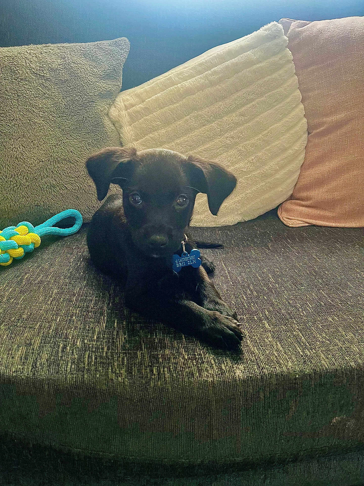 Bane is registered to the contest to win money with this photo: puppy, dog, black_dog, couch, pillows, toy, indoor, pet, collar, tag, cozy, resting, cute, small_dog, animal, fur, looking, laying_down, home, domestic_animal