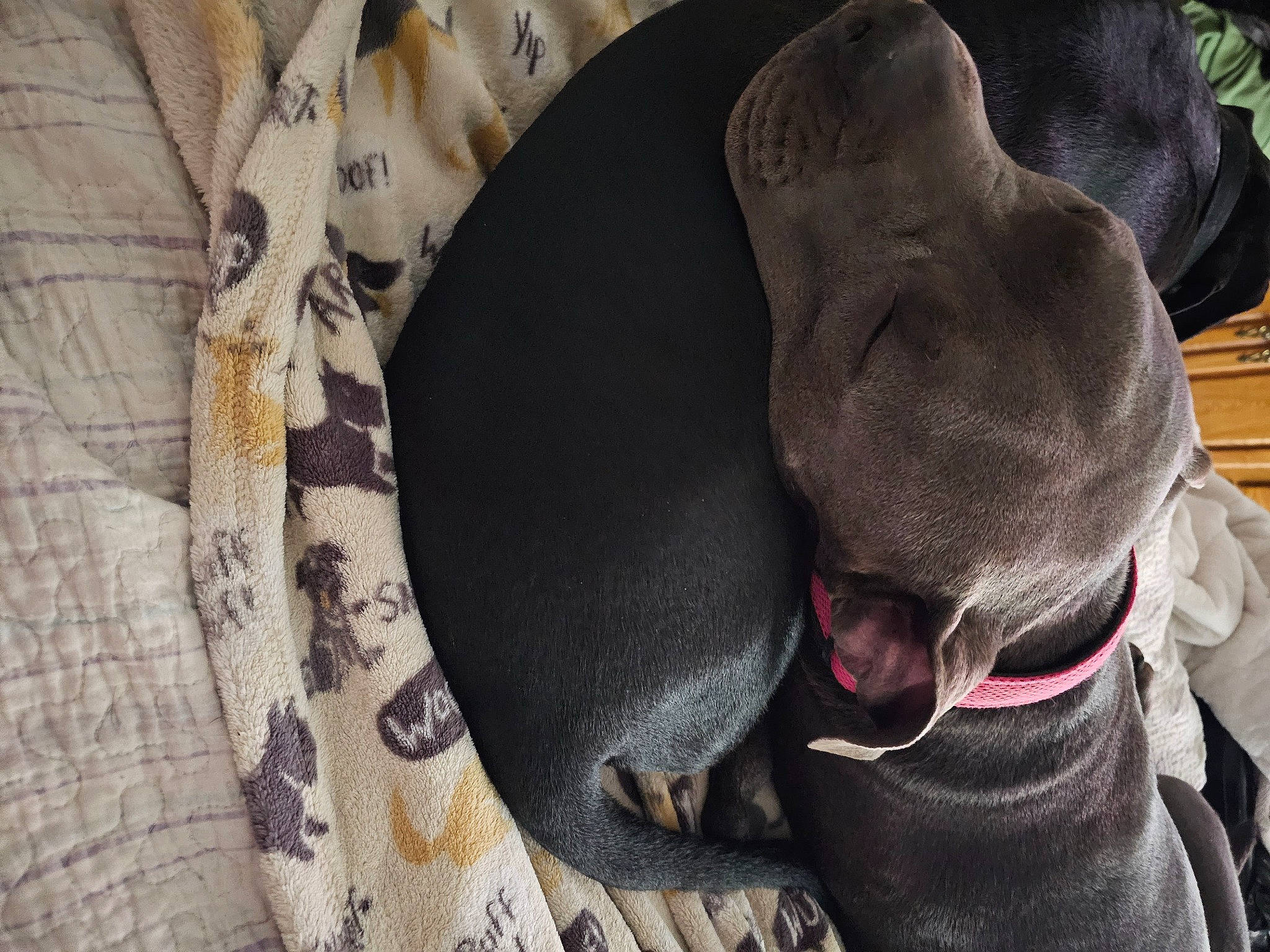 Theo And Jin Jin is registered to the contest to win money with this photo: canidae, carnivore, collar, comfort, companion_dog, dog, dog_breed, dog_collar, dog_supply, fashion_accessory, fawn, grey, linens, liver, non_sporting_group, pattern, snout, sporting_group, terrestrial_animal, working_animal