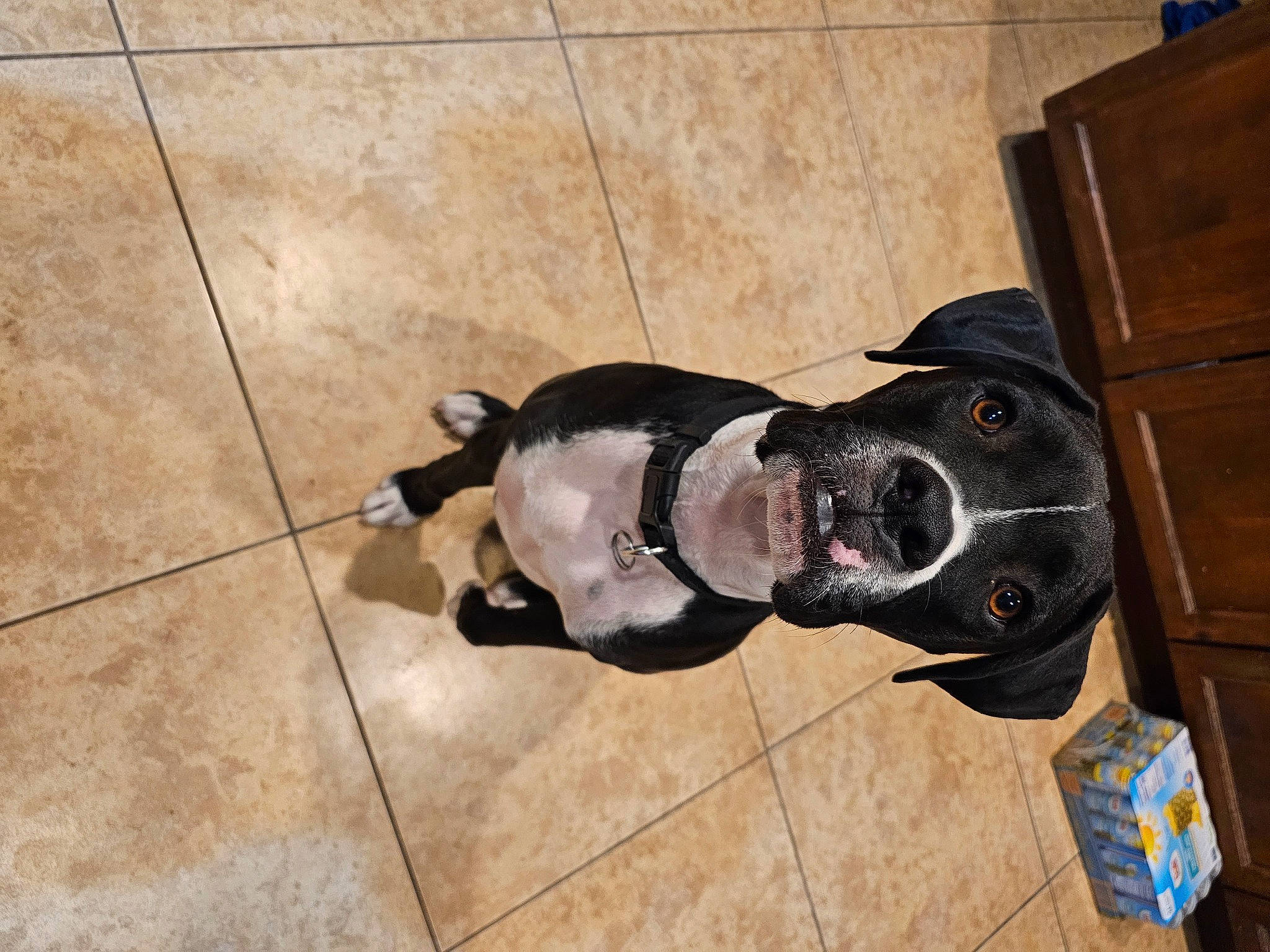 Theo And Jin Jin joined the competition — help win amazing prizes! cabinetry, carnivore, collar, companion_dog, dog, dog_breed, dog_collar, dog_supply, drawer, fawn, flooring, hardwood, personal_protective_equipment, pet_supply, snout, sporting_group, tail, wood, wood_stain, working_animal