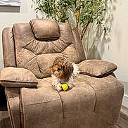 Sadie Mae joined the competition — help win amazing prizes! armchair, brown, cozy, cushion, cute, dog, fur, furniture, hardwood_floor, houseplant, indoor, living_room, pet, playful, portrait, recliner, sitting, small_dog, tennis_ball, wall_art