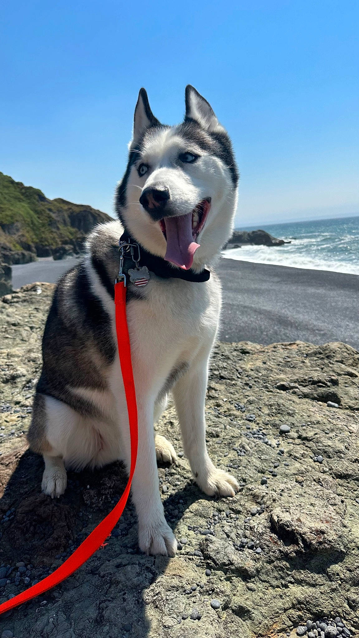 Loky joined the competition — help win amazing prizes! canidae, carnivore, collar, companion_dog, dog, dog_breed, dog_collar, herding_dog, lake, leash, recreation, siberian_husky, sky, sled_dog, snout, sporting_group, tail, water, working_animal, working_dog