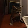 June joined the competition — help win amazing prizes! animal, cat, closeup, container, corner, curious, cute, dim, exploring, feline, floor, indoor, kitten, paw, pet, shadow, small, tabby, whiskers, young