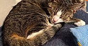 June joined the competition — help win amazing prizes! animal, bedroom, blanket, cat, close_up, comfort, cozy, curled_up, elephant_toy, feline, fur, indoor, pet, pink_nose, plush_toys, resting, sleeping, soft_light, tabby, whiskers