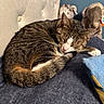 animal, bedroom, blanket, cat, close_up, comfort, cozy, curled_up, elephant_toy, feline, fur, indoor, pet, pink_nose, plush_toys, resting, sleeping, soft_light, tabby, whiskers