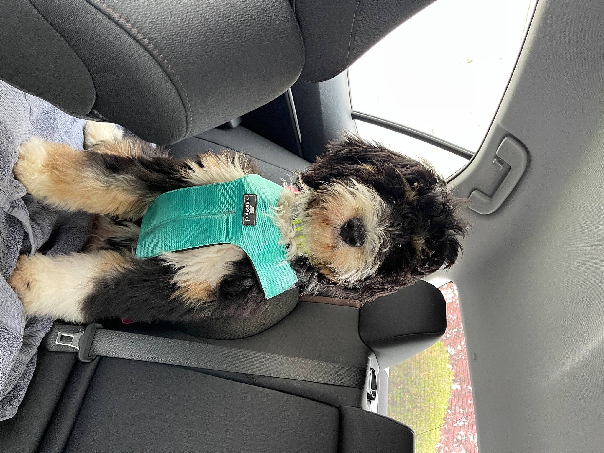 Denali joined the competition — help win amazing prizes! auto_part, automotive_exterior, car, car_seat, car_seat_cover, carnivore, comfort, companion_dog, dog, dog_breed, family_car, head_restraint, luxury_vehicle, motor_vehicle, personal_luxury_car, seat_belt, snout, sporting_group, vehicle, vehicle_door