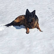 Bear joined the competition — help win amazing prizes! dog, german_shepherd, snow, outdoor, animal, pet, canine, fur, lying_down, nature, winter, cold, forest, trees, daylight, mammal, wildlife, park, quiet, relaxed