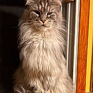 Jax is registered to the contest to win money with this photo: cat, fluffy, long_hair, window, wooden_frame, sunlight, indoor, pet, animal, feline, portrait, sitting, fur, whiskers, ears, face, paw, domestic, closeup, serious_expression