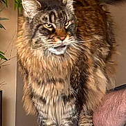 Simba joined the competition — help win amazing prizes! cat, tabby, fluffy, feline, pet, indoor, animal, fur, whiskers, ears, tail, plant, sofa, furniture, person, arm, domestic, portrait, standing, closeup