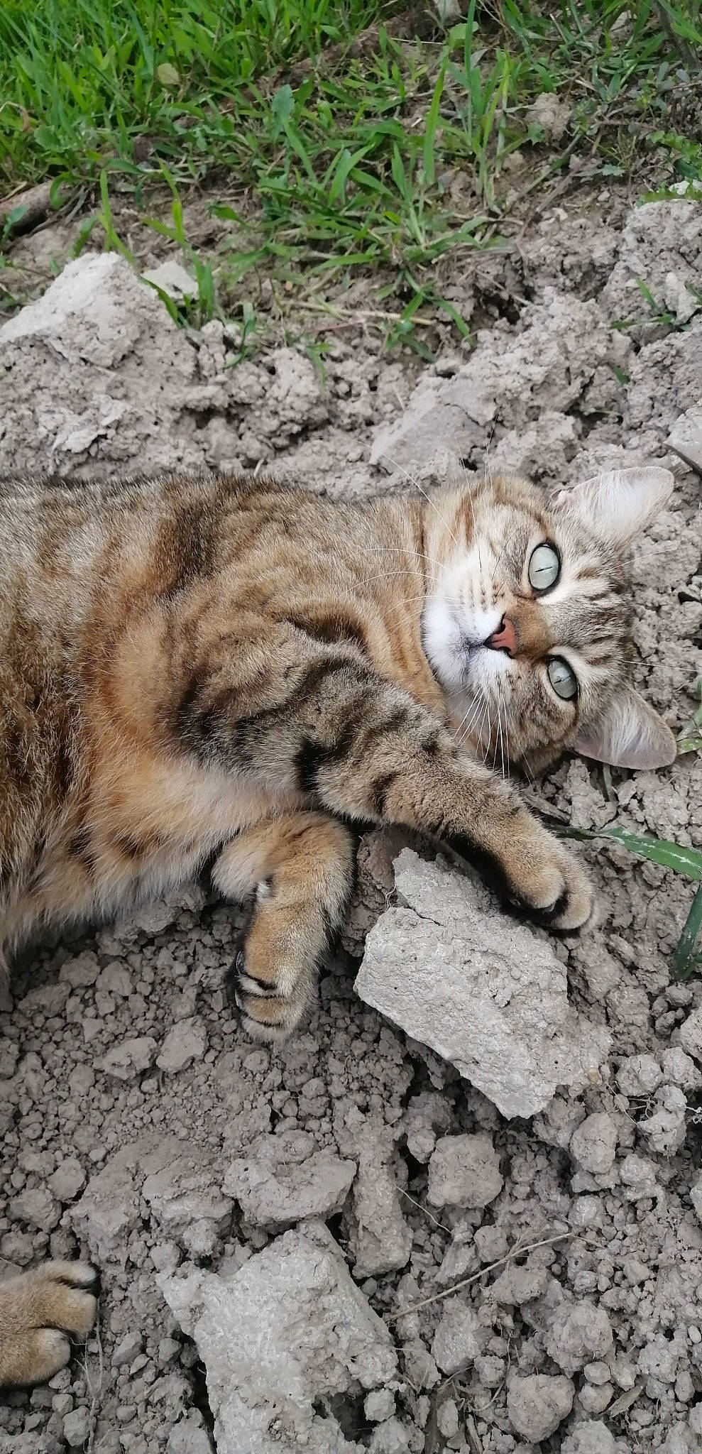 Rebelle participe au concours pour gagner de l'argent avec cette photo : carnivore, cat, claw, domestic_short_haired_cat, fawn, felidae, fur, grass, groundcover, organism, paw, plant, small_to_medium_sized_cats, snout, soil, tail, terrestrial_animal, whiskers, wildlife, wood