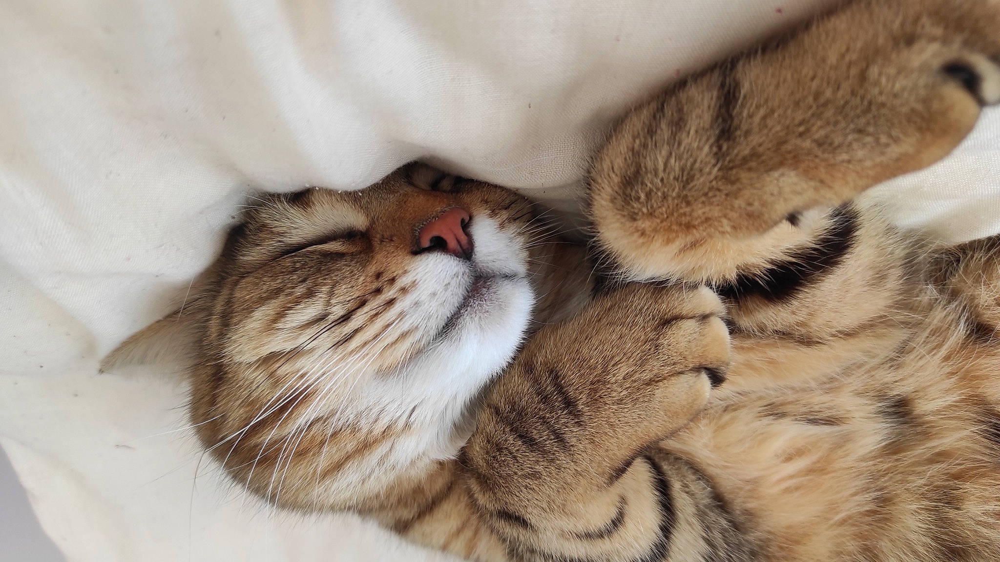 Rebelle participe au concours pour gagner de l'argent avec cette photo : carnivore, cat, claw, comfort, domestic_short_haired_cat, ear, fawn, felidae, fur, nap, paw, sleep, small_to_medium_sized_cats, snout, tail, terrestrial_animal, whiskers, wildlife