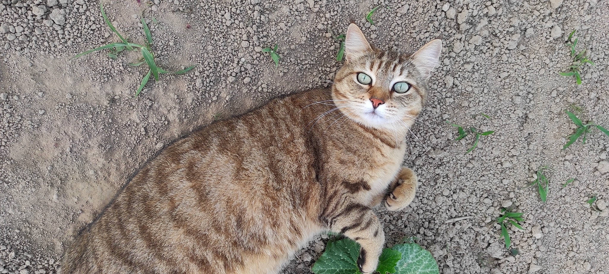 Rebelle a rejoint le concours — aidez-le/la à gagner de superbes lots ! carnivore, cat, felidae, fur, grass, small_to_medium_sized_cats, snout, tail, terrestrial_animal, whiskers, wildlife