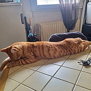 Garfield participe au concours pour gagner de l'argent avec cette photo : cat, orange_tabby, sleeping, stretched_out, indoor, table, kitchen, tiles, window, curtains, keys, cozy, feline, pets, domestic_animal, resting, home, relaxed, fur, striped