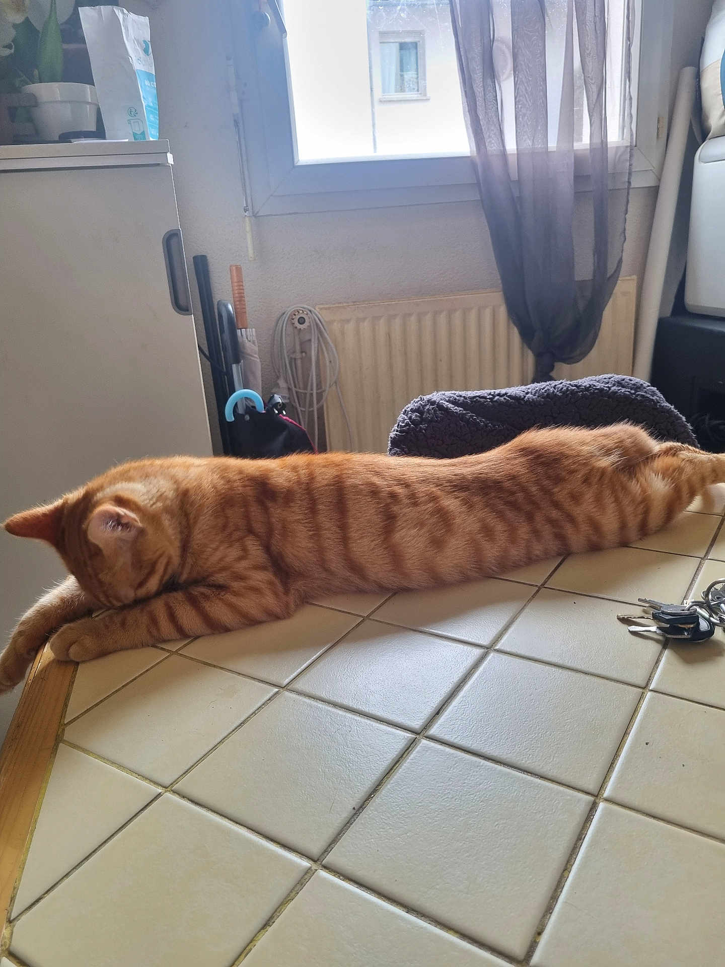 Garfield