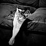 animal, black_and_white, cat, closeup, comfortable, couch, cozy, fur, furniture, home, indoor, living_room, monochrome, paw, pet, relaxing, resting, sleepy, stretching, whiskers