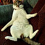 Kitty Poopoo joined the competition — help win amazing prizes! cat, animal, pet, feline, indoor, relaxed, lounging, couch, blanket, knitted, fur, tail, whiskers, ears, paw, looking, comfortable, domestic, resting, closeup