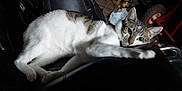 Kitty Poopoo is registered to the contest to win money with this photo: cat, animal, pet, feline, chair, leather, indoor, relaxed, laying_down, white, gray, black, ears, eyes, face, paw, tool, workshop, tire, background
