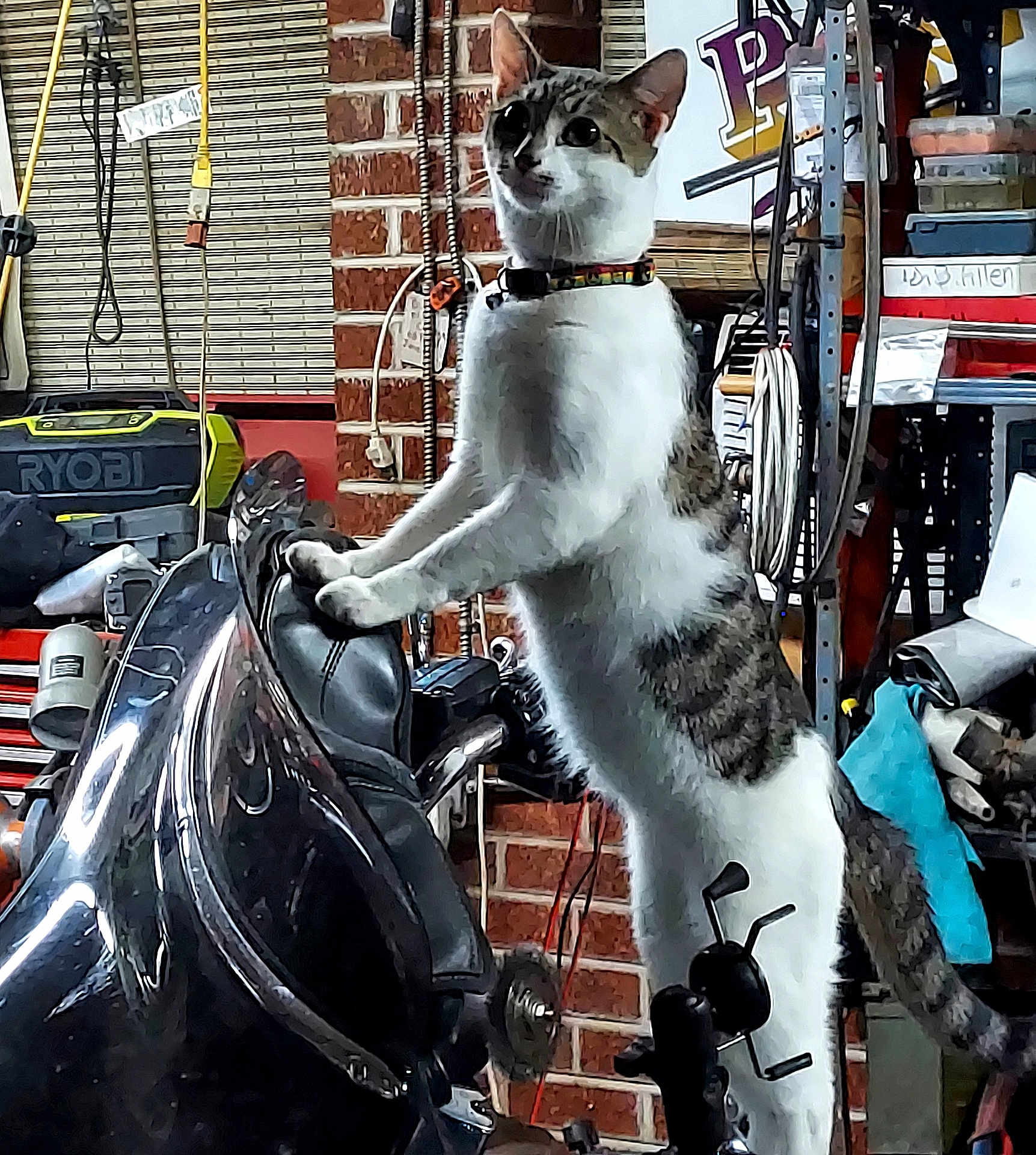 Kitty Poopoo is registered to the contest to win money with this photo: cat, motorcycle, garage, tools, brick_wall, curious, indoor, pet, vehicle, seat, collar, equipment, workshop, clutter, feline, domestic_animal, standing, alert, paw, leather