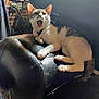Kitty Poopoo is registered to the contest to win money with this photo: cat, leather_chair, indoor, yawning, pet, feline, fur, whiskers, paws, resting, animal, mouth_open, collar, household, furniture, relaxed, tabby, black, white, ears