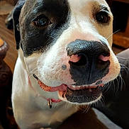 Ms Mia joined the competition — help win amazing prizes! dog, close_up, black_and_white, nose, teeth, indoor, pet, animal, face, whiskers, collar, happy, canine, looking_at_camera, fur, snout, domestic_animal, mouth, friendly, cute