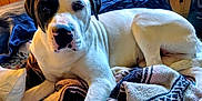 Ms Mia is registered to the contest to win money with this photo: bed, black_and_white, blanket, canine, comfort, dog, domestic_animal, ears, eyes, fur, indoors, looking_at_camera, lying_down, nose, paw, pet, relaxed, resting, snout, wooden_wall