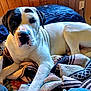 Ms Mia is registered to the contest to win money with this photo: dog, black_and_white, lying_down, blanket, bed, indoors, wooden_wall, canine, pet, relaxed, resting, fur, domestic_animal, comfort, looking_at_camera, snout, ears, eyes, nose, paw