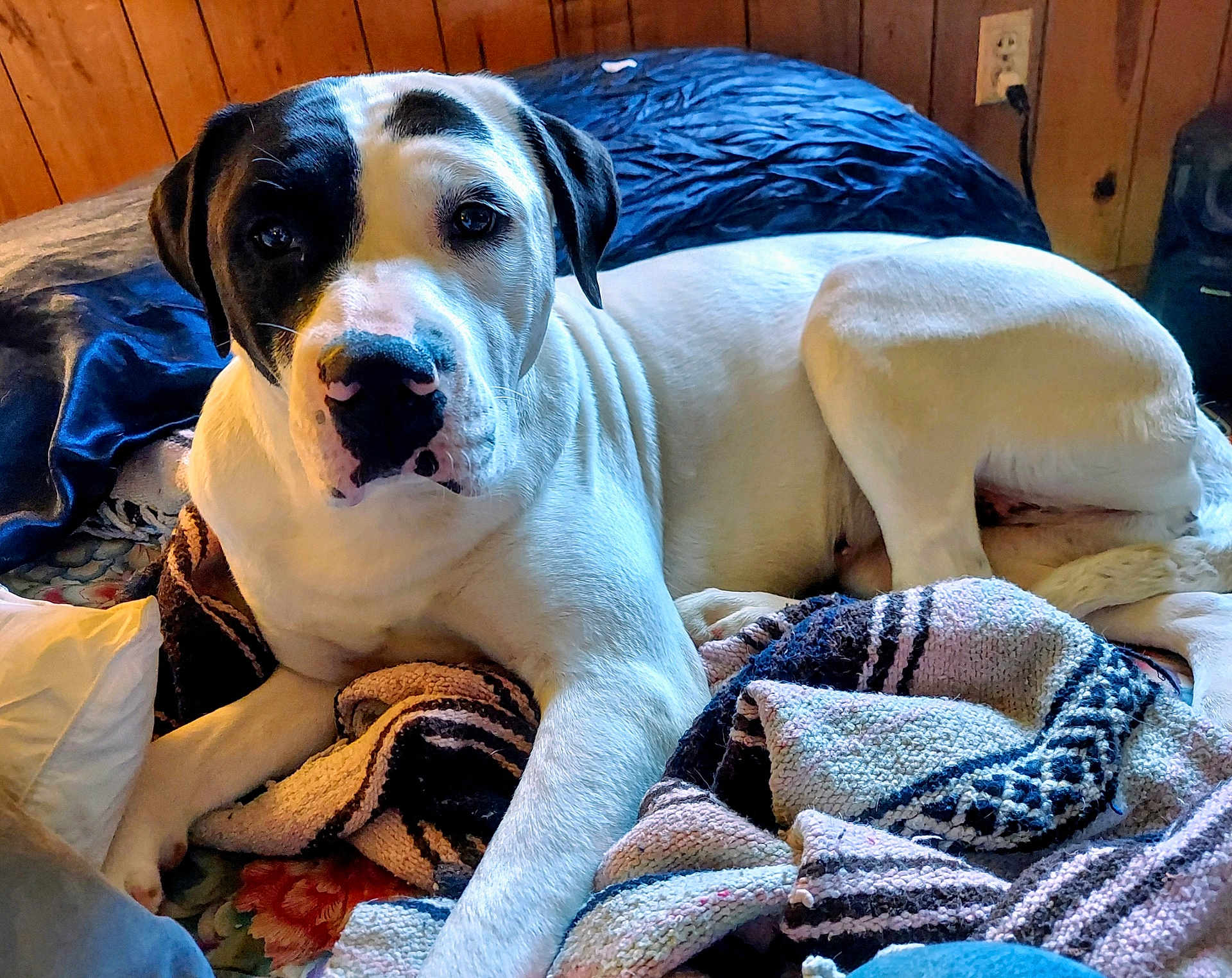 Ms Mia is registered to the contest to win money with this photo: dog, black_and_white, lying_down, blanket, bed, indoors, wooden_wall, canine, pet, relaxed, resting, fur, domestic_animal, comfort, looking_at_camera, snout, ears, eyes, nose, paw