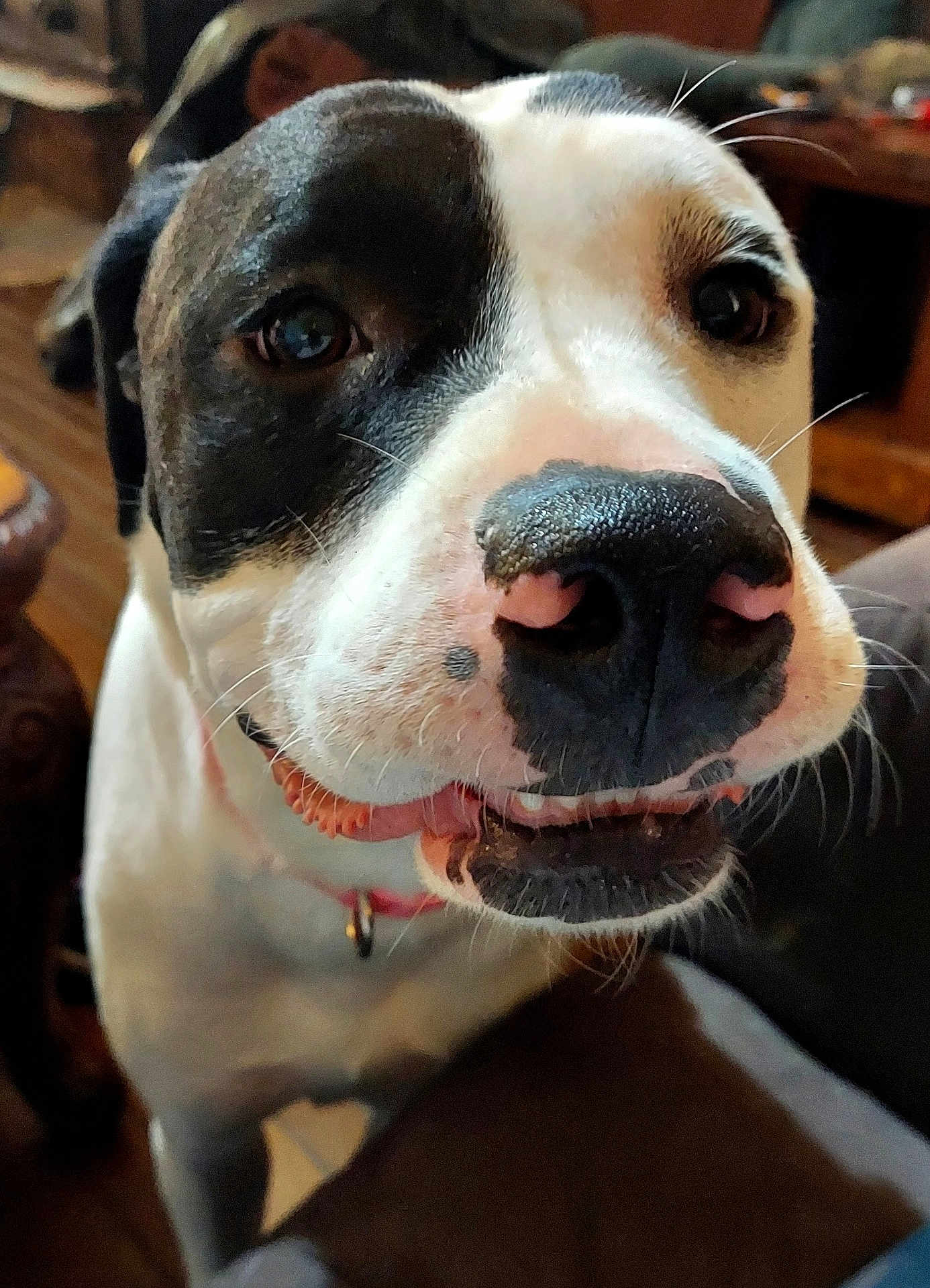 Ms Mia