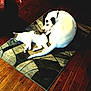 animal, cat, companion, cozy, curled_up, dog, domestic, flooring, home, indoor, napping, pet, quiet, relaxed, resting, rug, sleeping, tabby_cat, white_dog, wooden_floor