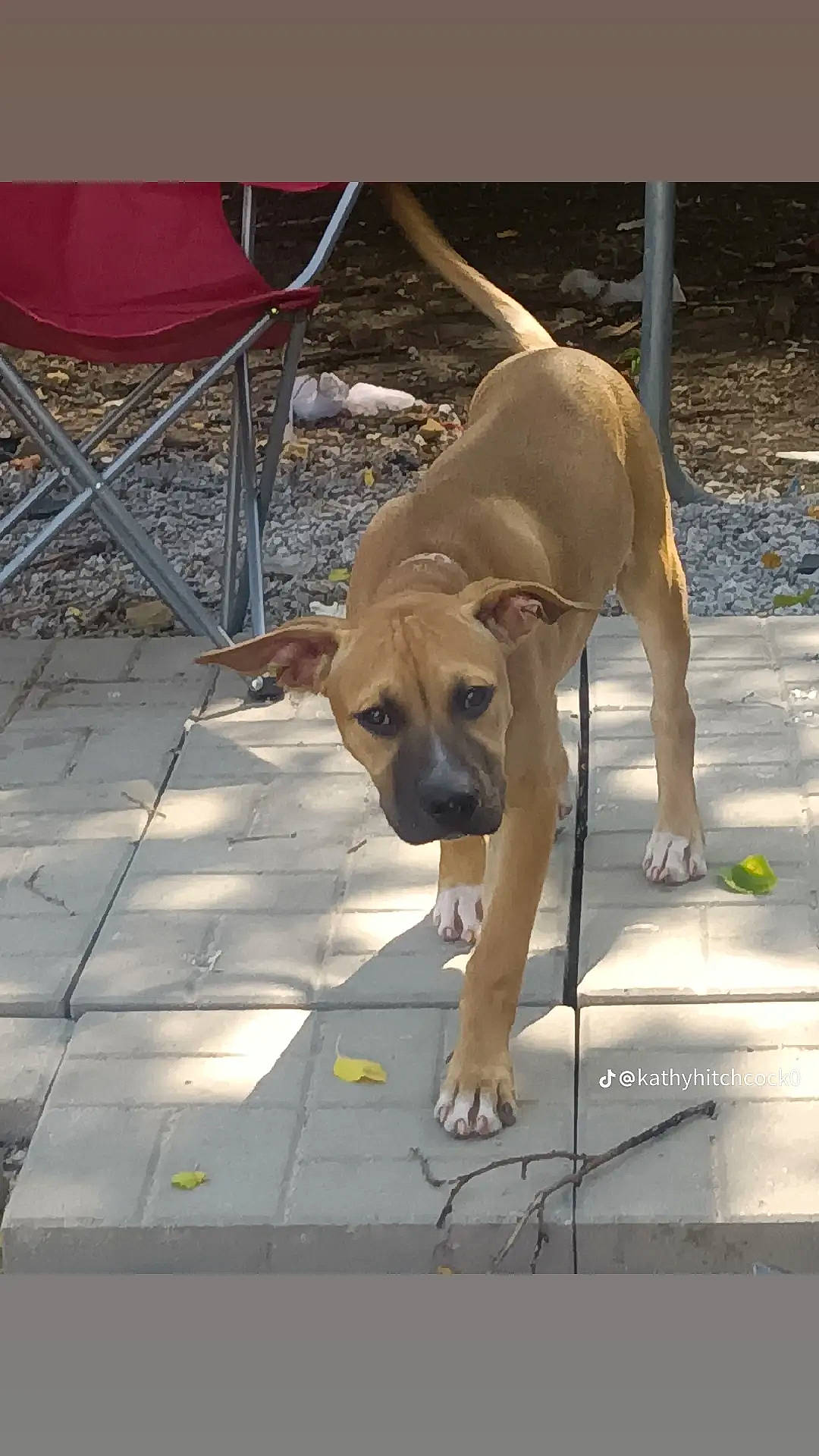 Caution joined the competition — help win amazing prizes! carnivore, chair, companion_dog, dog, dog_breed, dog_supply, fawn, flooring, paw, pet_supply, sporting_group, street_dog, tail, terrestrial_animal, working_animal, working_dog