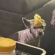 Cowboy joined the competition — help win amazing prizes! companion, couch, dog, ears, funny, fur, household, indoor, jar, looking, pet, plush_toy, remote_control, side_view, sitting, small, speckled, stuffed_animal, table, yellow