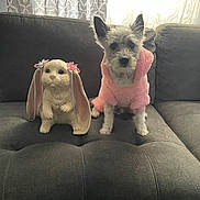 Cowboy joined the competition — help win amazing prizes! dog, pink_clothing, couch, ceramic_bunny, statue, ribbons, curtains, window, indoor, furniture, pet, animal, gray, soft_light, decor, seated, cute, fluffy, ears, face