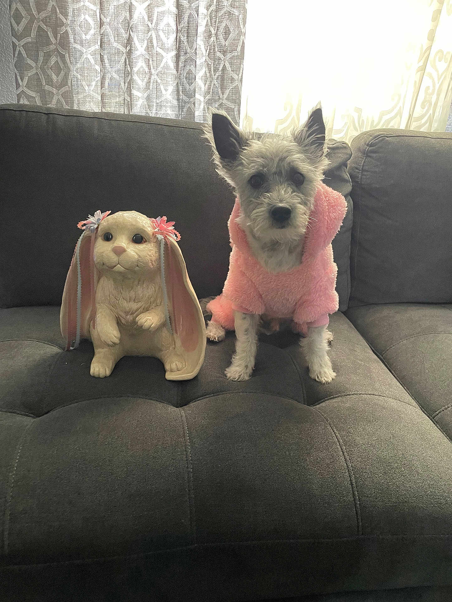 Cowboy joined the competition — help win amazing prizes! dog, pink_clothing, couch, ceramic_bunny, statue, ribbons, curtains, window, indoor, furniture, pet, animal, gray, soft_light, decor, seated, cute, fluffy, ears, face
