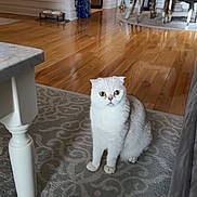 Floafie is registered to the contest to win money with this photo: cat, white_cat, pet, indoor, carpet, rug, furniture, living_room, wooden_floor, table, chair, home, floor, animal, mammal, cute, sitting, looking_up, domestic_cat, cozy