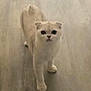 Floafie is registered to the contest to win money with this photo: cat, animal, pet, feline, indoor, floor, curious, standing, fur, whiskers, ears, cute, domestic, looking_up, light, shadow, soft, small, mammal, portrait