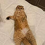 Kitty joined the competition — help win amazing prizes! cat, orange_cat, fluffy, lying_down, bed, white_bedspread, pet, animal, feline, relaxed, indoor, fur, cute, whiskers, tail, paws, looking_at_camera, domestic_cat, soft, sleepy