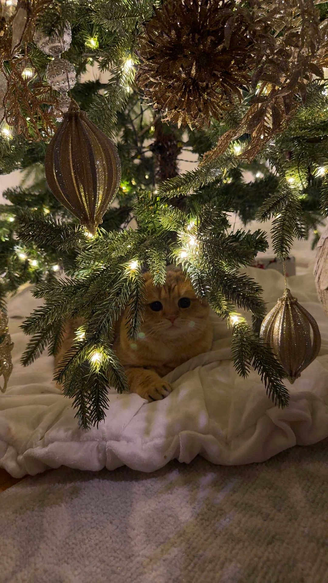 Kitty is registered to the contest to win money with this photo: cat, christmas_tree, ornaments, lights, tabby_cat, holiday, decorations, indoor, soft, cozy, festive, greenery, glowing, white_skirt, pet, animal, feline, curious, resting, golden