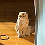 cat, scottish_fold, fluffy, curious, wooden_floor, sunlight, shadow, indoor, pet, animal, feline, ears, whiskers, tail, sitting, domestic, cute, leopard_print, hair_tie, flooring