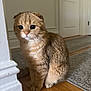 Kitty is registered to the contest to win money with this photo: cat, scottish_fold, wide_eyes, fluffy, sitting, wooden_floor, carpet, indoor, pet, feline, curious, brown_fur, striped, ears_folded, domestic_animal, whiskers, cute, young_cat, house, corner