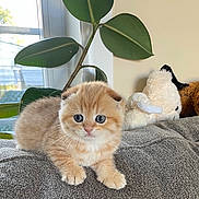 Kitty is registered to the contest to win money with this photo: kitten, cat, pet, cute, orange_cat, indoor, couch, plant, stuffed_animal, furniture, young_animal, fluffy, domestic_cat, portrait, relaxing, cozy, whiskers, small_animal, soft_toys, home