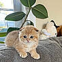 kitten, cat, pet, cute, orange_cat, indoor, couch, plant, stuffed_animal, furniture, young_animal, fluffy, domestic_cat, portrait, relaxing, cozy, whiskers, small_animal, soft_toys, home