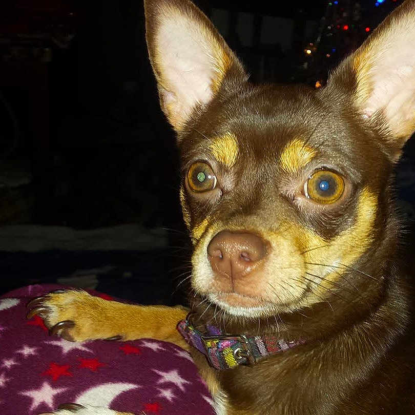 Lilly Lou