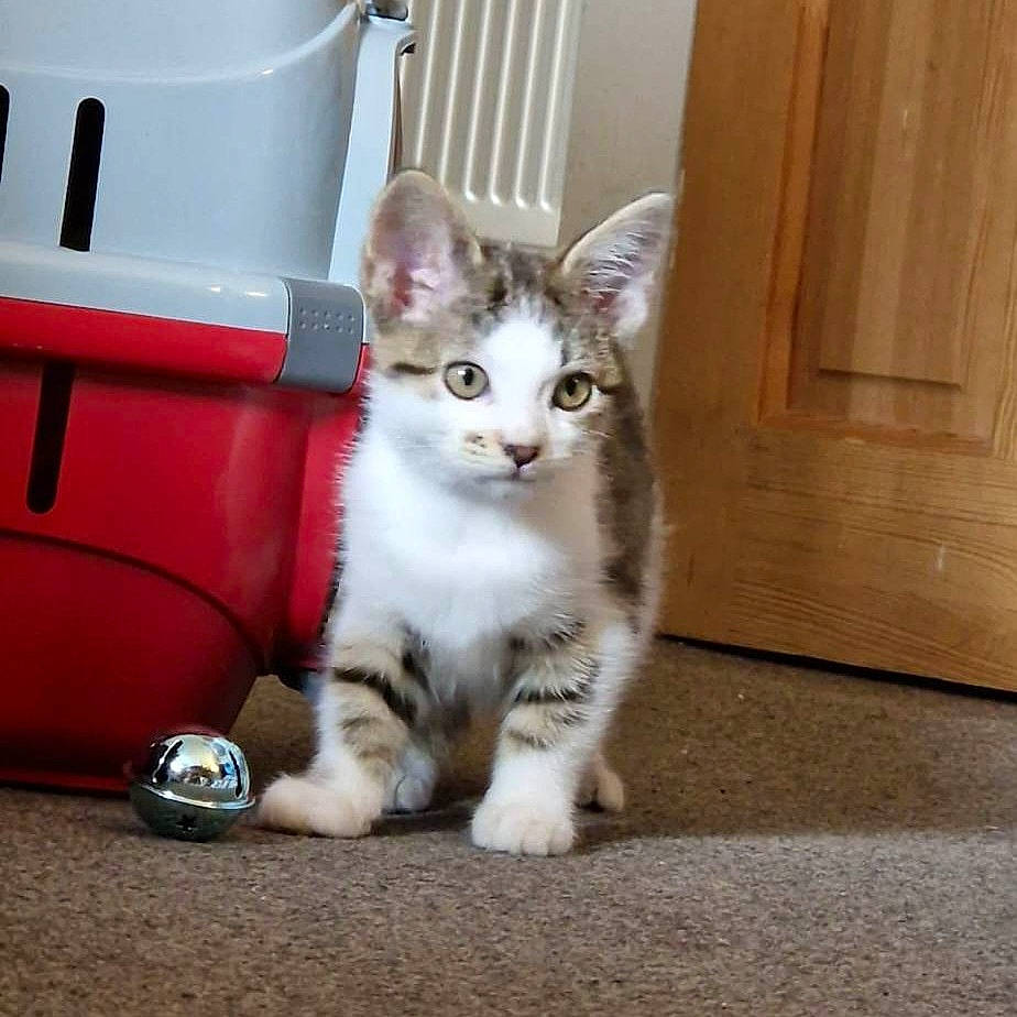 Bruno joined the competition — help win amazing prizes! box, carmine, carnivore, cat, comfort, domestic_short_haired_cat, door, felidae, flooring, fur, hardwood, paw, pet_supply, sitting, small_to_medium_sized_cats, snout, tail, vertebrate, whiskers, wood