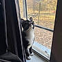 cat, tuxedo_cat, windowsill, window_screen, curtains, indoor, looking_up, autumn, trees, outdoor_view, pet, animal, whiskers, black_and_white, curious, daylight, feline, house, closeup, alert