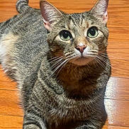 Bano is registered to the contest to win money with this photo: cat, tabby, pet, animal, feline, domestic_cat, whiskers, ears, eyes, fur, floor, wooden_floor, indoor, cute, looking_up, resting, mammal, house_pet, tabby_cat, laying_down