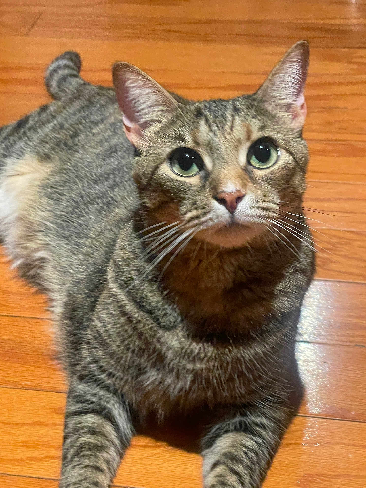 Bano is registered to the contest to win money with this photo: cat, tabby, pet, animal, feline, domestic_cat, whiskers, ears, eyes, fur, floor, wooden_floor, indoor, cute, looking_up, resting, mammal, house_pet, tabby_cat, laying_down