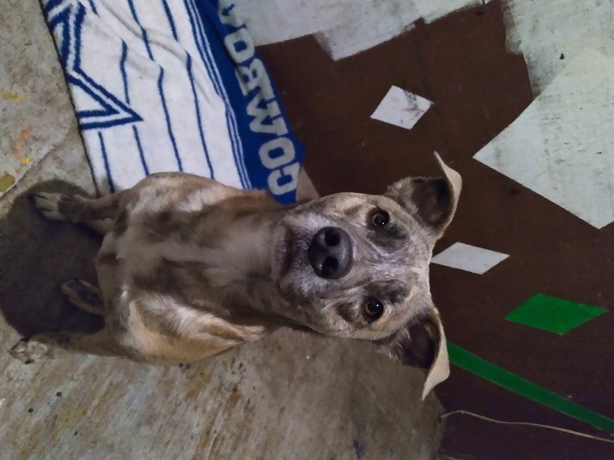 Beauty is registered to the contest to win money with this photo: australian_cattle_dog, canidae, carnivore, companion_dog, dog, dog_breed, fawn, mammal, non_sporting_group, paw, pet_supply, snout, sporting_group, street_dog, terrestrial_animal, working_animal