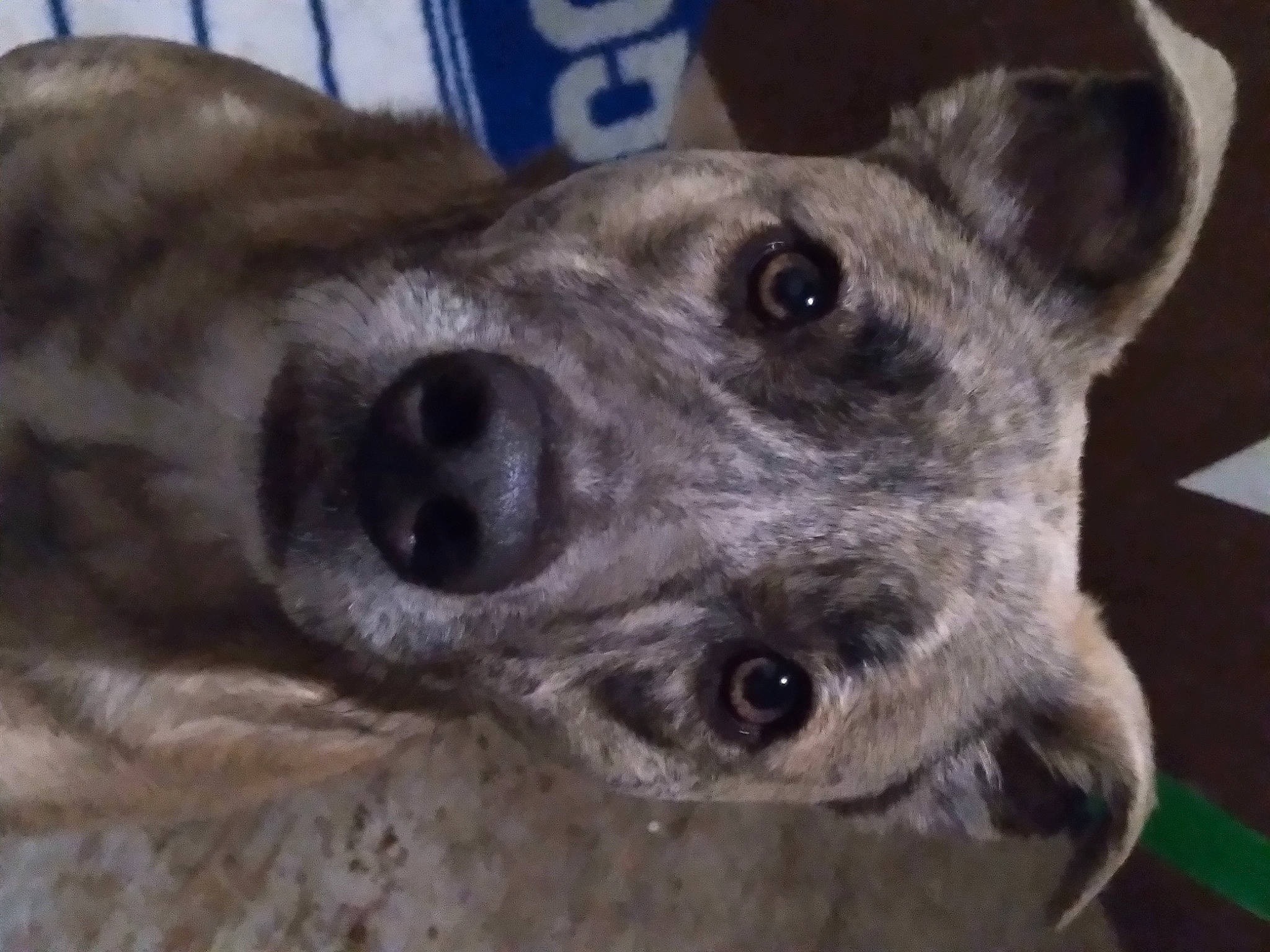 Beauty is registered to the contest to win money with this photo: ancient_dog_breeds, canidae, carnivore, close_up, companion_dog, dog, dog_breed, ear, eye, fur, grey, snout, sporting_group, street_dog, terrestrial_animal, whiskers, working_animal