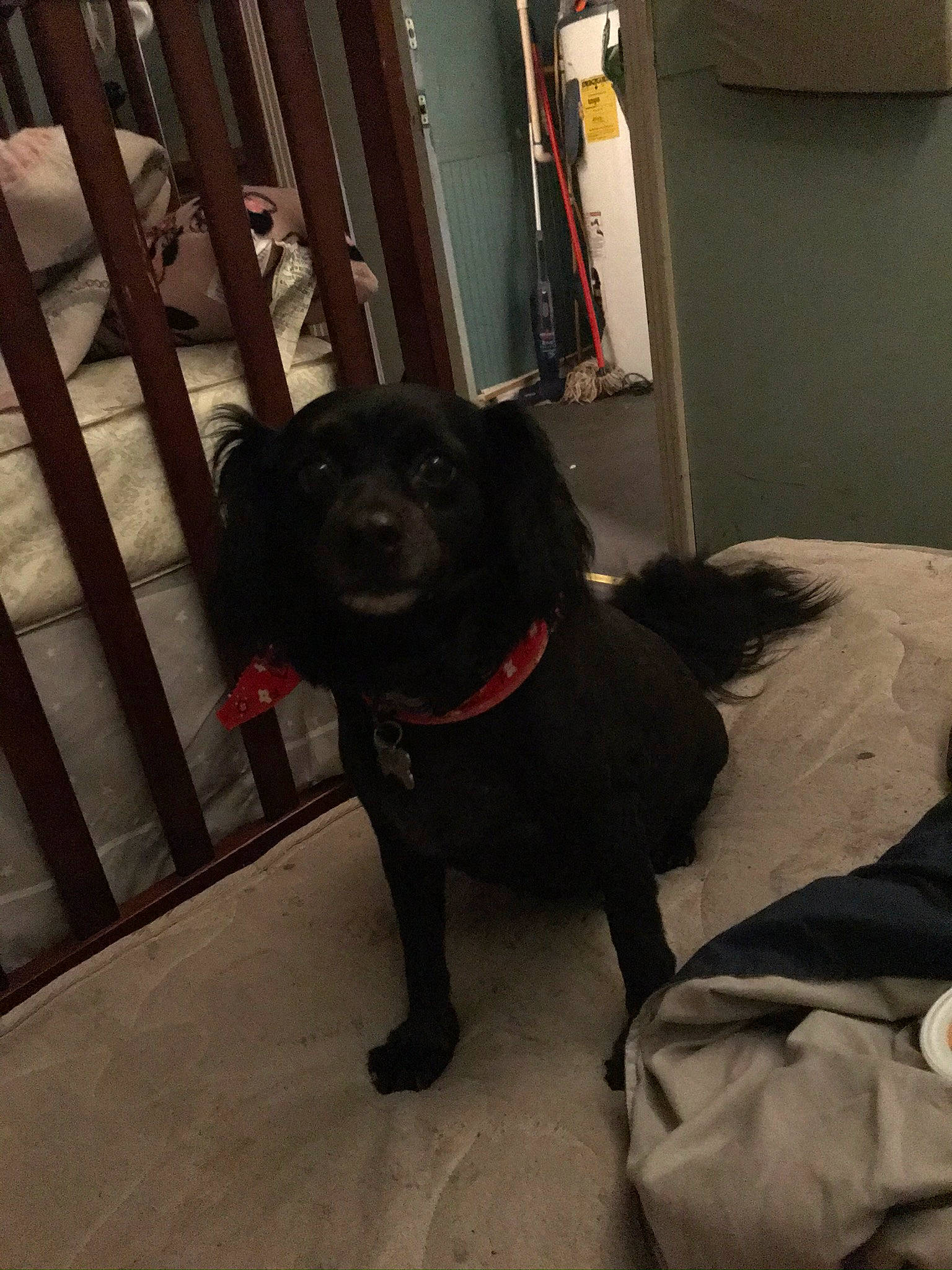 Rascal is registered to the contest to win money with this photo: beagador, borador, canidae, carnivore, companion_dog, dog, dog_breed, fawn, labrador_retriever, patterdale_terrier, pug, snout, sporting_group